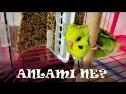 Muhabbet Kusu Davranislari Ne Anlama Geliyor Hareketleriyle Bize Ne Anlatmak Istiyor Youtube