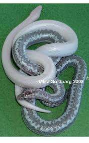 Black And White Checkered Snake Texas Rosy Boa Morphs Mike Goldbarg Rosy Boa Rosy Boa Pretty Snakes Boa Snake