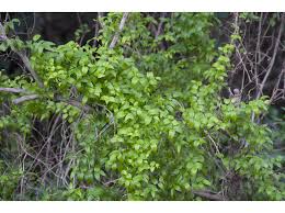 Image result for Asparagus asparagoides