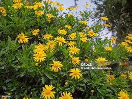 Image result for Euryops chrysanthemoides