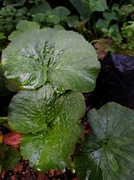 Image result for Gunnera perpensa