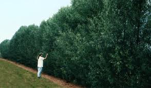 The cypress tree is our state tree. Plant Care 101 Willow Hybrids Fastgrowingtrees Com