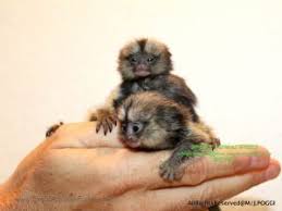 Pin On Marmoset