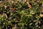 Image result for Desmodium uncinatum