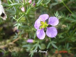 Image result for Fagonia sinaica