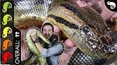 We would like to show you a description here but the site won't allow us. Gaboon Viper The Best Pet Snake Youtube
