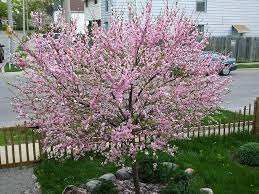 We did not find results for: Flowering Almond Care How To Grow Flowering Almond Trees Ornamental Trees Flowering Trees Shade Trees