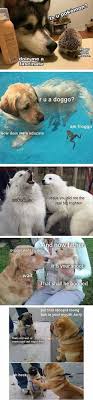 I Will Love These Until The Day I Die Funny Animal Memes Funny Animals Cute Funny Animals