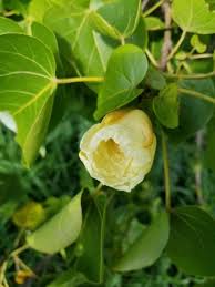 Image result for Thespesia populneoides