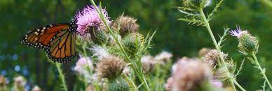 The national wildlife federation (nwf) is the united states' largest private, nonprofit conservation education and advocacy organization, with over six million members and supporters, and 51 state and territorial affiliated organizations (including puerto rico and the virgin islands). About Native Plants Finder