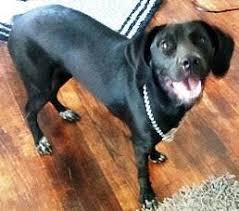 John's dog on the canadian island of newfoundland. Dog For Adoption Beautiful Black Labs A Black Labrador Retriever Mix In Mount Laurel Nj Petfinder