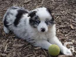 Adopt dogs & puppies locally australian shepherd breeders ottawa miniature australian shepherd puppies for sale miniature australian for sale under $200. Miniature Australian Shepherd Puppies For Sale In Wetaskiwin Alberta Classifieds Canadianlisted Com