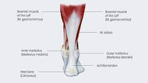 The biceps femoris is a muscle of the posterior thigh composed of a long head and a short head. Achilles Tendon Anatomy And Importance