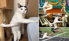 Cat Gets Itself Stuck After It Can T Choose Between Its Bed And Its Scratch Post Daily Mail Online