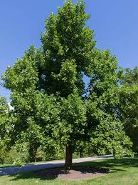 Because they grow so fast, you'll be able to appreciate the good things they bring to your property a lot sooner, instead of having to wait forever. Tuliptree Chicago Botanic Garden