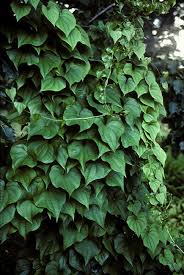 Image result for Dioscorea minutiflora