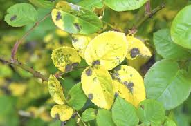 Maybe you would like to learn more about one of these? Save Your Roses Here S How To Fight Dreaded Black Spot Fungus Chicago Tribune
