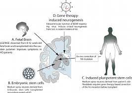 Cellular Sources For Neural Transplants For The Treatment Of Huntington Download Scientific Diagram