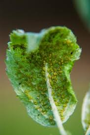 This spray will help with aphids, mites, scales and other insects that have very small breathing holes. Green Apple Aphid Spirea Aphid Nc State Extension Publications