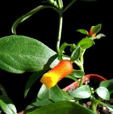 Image result for Manettia