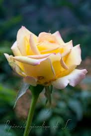 Il piccolo giardino di L.: Delicate fioriture autunnali: i colori delle rose  e delle ortensie