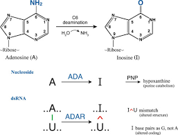 Image result for Adenosine