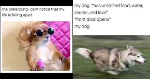 The 25 Best Animal Memes We Could Find On The Internet Dog Snapchats Animal Memes Memes