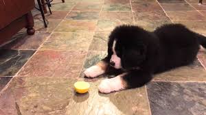Bernefie (bernese mountain dog x newfoundland dog). Bernese Mountain Dog Puppy Vs Lemon Youtube