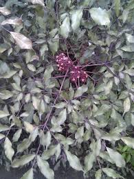 Image result for Leea guineensis