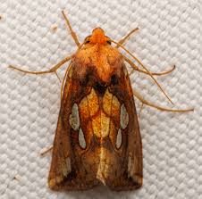 Image result for Plusia putnami