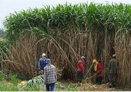 It is popular as a feed crop for livestock, and is also useful for attracting pest insects away from important food crops, such as maize.1 x research source in the us, it is. Pakchong Hybrid Napier Grass Zureli