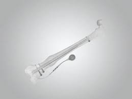 Image result for Orthopichonia