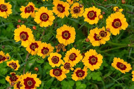 Your favorite blooms — from roses and peonies to lilies and daisies — send specific red roses aren't the only flower with a romantic meaning, so you don't have to totally splurge to show your dedication. 31 Flowers That Start With L List Of Flower Names L