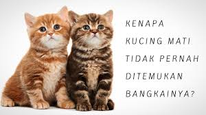 Sekarang nulis blog ini sebagai kegiatan rutin setelah lulus dari kuliah. Masya Allah Inilah 5 Alasan Kenapa Kucing M4ti Tidak Pernah Ditemukan B4ngkainya Youtube
