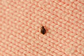 University tested family safe spray that works on contact How To Get Rid Of Bed Bugs 20 Solutions Best Life