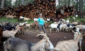 Chinese woman kill goat please subscribe to my channel help me reach 100 subscribers share this video. Tributes Paid To Ethiopian Refugee Farmer Who Championed Integration In Italy Global Development The Guardian