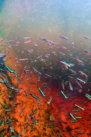 De rio negro bied in een aquarium een prachtig gezicht van gekleurd water en felgekleurde vissen. Biotope Aquatics Part 1 South America A Tributary Of The Rio Negro Near Barcelos