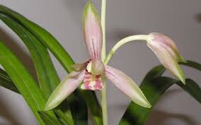 Le orchidee sono senza dubbio dei fiori graditi da molte persone, che si mettano sul davanzale della finestra o in una qualsiasi stanza del vostro. Pianta Del Cymbidium Cymbidium Cio Che Sembra E Come Prendersi Cura Di Casa Video Come Trapiantare Il Cymbidium