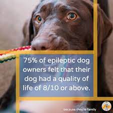 11 Vital Facts About Dog Epilepsy Causes Treatment Life Expectancy Our Pets Health