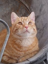 Milo My Ginger Cat Boy With Amber Eyes Ginger Bee Gatos Naranjas Gatos Animales