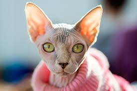 Sphynx kittens sphynx cats devon rex abyssinian maine coon sphynx kitten sphynx cat kitten sphynx kittens for sale angora cat. You Re Wrong If You Think Sphynx Cats Are Creepy