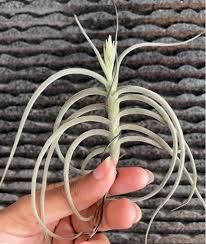 This cultivar also grows larger and has thicker leaves than the yellow flowering form. Fragrant Flower Crocata Copper Penny Tillandsia Air Plant Airplant Furniture Home Living Gardening Plants Seeds On Carousell