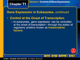 Chapter 11 Table Of Contents Section 1 Control Of Gene Expression Ppt Download