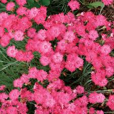 It brings an extremely fine and delicate texture to the garden composition and should be used to full effect. Bath S Pink Cheddar Pink Finegardening