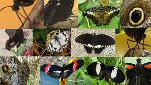 Pin En Mariposas