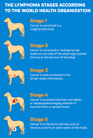 Find Relief With Cbd Oil For Lymphoma In Dogs Innovet Pet