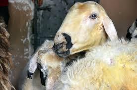 Kurbanlık fiyatları 2020 ne kadar oldu sorusu yaklaşan kurban bayramı ile vatandaşın gündeminde. Ortadogu Ya Canli Hayvan Ihracati Kurbanlik Fiyatlarini Yukseltti Daha Once Adana Da Kucukbasin Kilogram Fiyati 24 Lira Buyukbasin Ise 20 Lira Olarak Belirlenen Kurbanlik Fiyatlari Canli Hayvan Ihracati Sebebiyle Artis Gosterdi Guncellenen Fiyatlara Gore