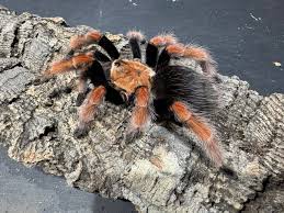 Image result for Brachystegia allenii × boehmii