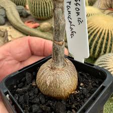 Image result for Cussonia corbisieri