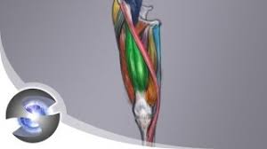 They are innervated by the sciatic nerve. Anatomy Of The Upper Leg Front View Youtube